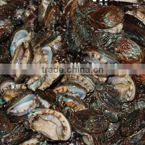 Salable Fresh Abalone thumbnail-1