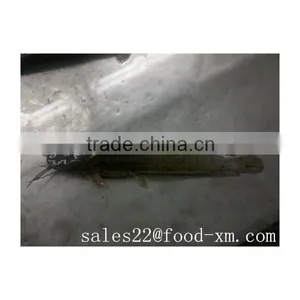 Frozen African Catfish Whole Round thumbnail-1
