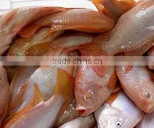 Bulk/carton Packing Frozen Red Tilapia thumbnail-1