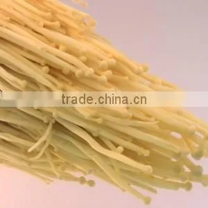 Fresh Mushroom/Fresh Enoki for Sale thumbnail-4