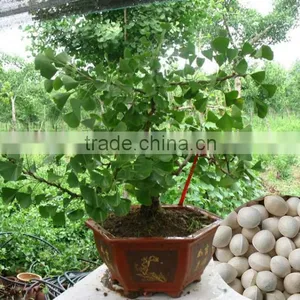 Top Quality Ginkgo Seeds Supplier Tree Seeds For Growing thumbnail-1