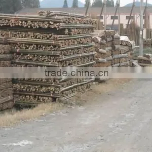 Variosu Size Bamboo Poles thumbnail-2