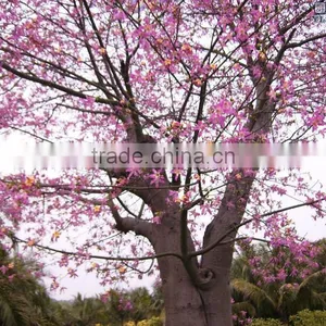 Gossampinus Malabarica Seedling thumbnail-6