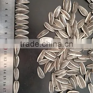 Inner Mongolia Sunflower Seeds 601 With Good Price thumbnail-2