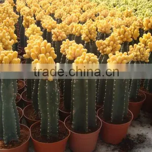 Chamaecereus Sylvestri F.variegata thumbnail-1