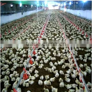 Poultry Chain Feeding System/Poultry Feeding System Manufactuer In China thumbnail-4