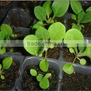 High Quality 128 150 162 200 288 Cells PS Material Seed Germination Plant Nursery Tray thumbnail-2