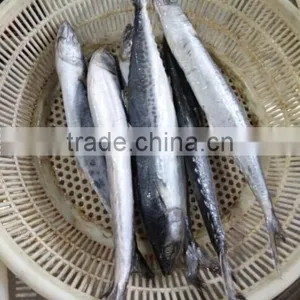 Frozen Spotted Spainsh Mackerel thumbnail-2