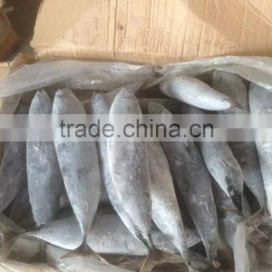 Sea Frozen Bonito Tuna thumbnail-4