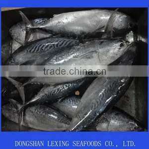 Frozen Bonito Whole Fish thumbnail-1