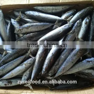 For Importer Good Price Bonito by Trawling thumbnail-3