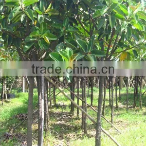 Ficus Elastica Green Leaves thumbnail-1
