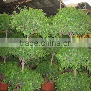 Ficus Panda thumbnail-3