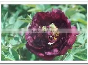 Tree Peony Plant Root thumbnail-1