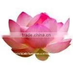 Lotus Essential Oil thumbnail-1