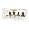 Qianfan Frog Development Educational Embedded Specimen thumbnail-1