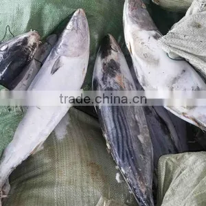 Whole Round 1000g up Frozen Belted Bonito Sarda Orientalis Tuna Fish thumbnail-6