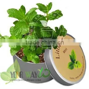 Wooden Box Mini Plant thumbnail-4