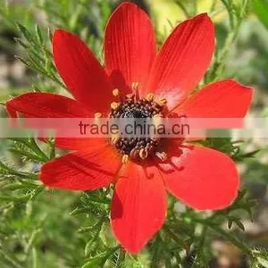 Summer Adonis , Adonis,flower Seed thumbnail-3