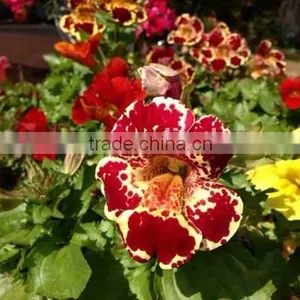 Golden Monkeyflower ,Mimulus , Flower Seeds , Herb Seed,vegetalbe Seed,fruit Seed,grass Seed thumbnail-6