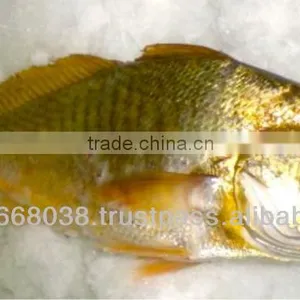 MEXICO YELLOW CROAKER WHOLE ROUND thumbnail-1