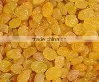 Golden Raisin thumbnail-1