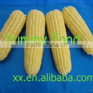 Fresh Frozen Corn thumbnail-1