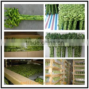 Lucky Bamboo Plants Wholesale thumbnail-6