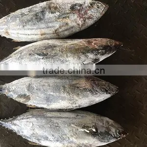Purse Seine Frozen Skipjack Price thumbnail-1