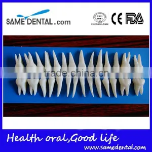 Dental Same Proportionally Simulation Model DEA-43 thumbnail-4