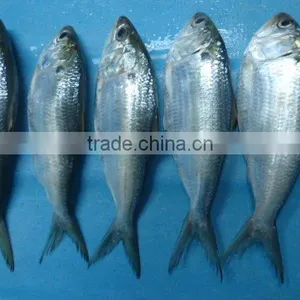 Frozen Gizzard Shad Whole Round thumbnail-2