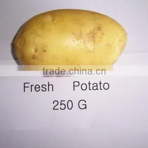 250G Size of 10KG Fresh Holland Potato thumbnail-1