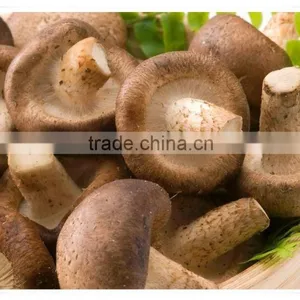 Frozen Mushroom thumbnail-3