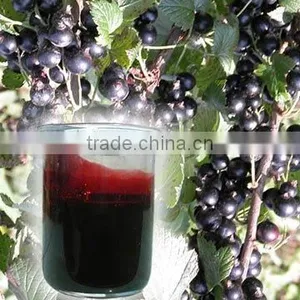 Black Currant Flavor for Wines & Spirits thumbnail-1