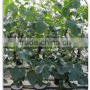 Excellent High Quality Chemical Raw Material High High High thumbnail-6