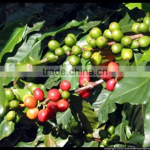 Roasted Coffee Beans thumbnail-2