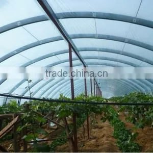 UV Protect Anti Fog Transparent Coextruded PE Cover Film PE Mulch Film for Grape Greenhouse thumbnail-2