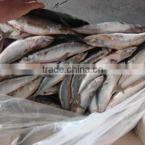 Whole Round Frozen Pacific Mackerel150-200g thumbnail-4