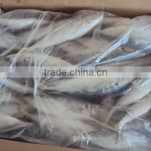 BQF WHOLE ROUND FROZEN HORSE MACKEREL FISH thumbnail-3