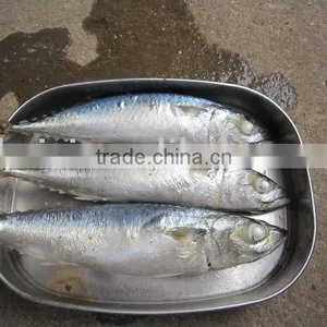 FROZEN MACKEREL (100-200g) thumbnail-1