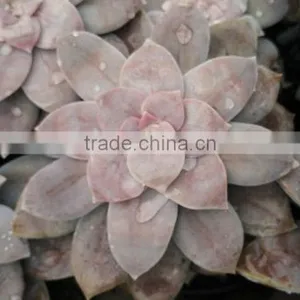 Graptopetalum Pentandrum v Superbum, Decorative Plants Echeveria, Succulent Plants, Tropical Plants thumbnail-2