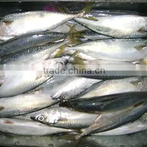 Frozen Pacific Mackerel Fish Whole Round thumbnail-1