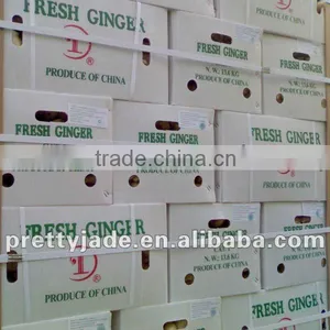 New Chinese Fresh Ginger thumbnail-1