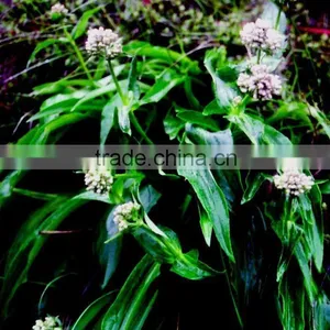 Spikenard Oil Natural (Jatamansi Oil) thumbnail-1