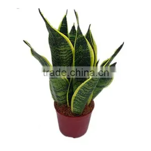 Sansevieria Hahaii,Sansevieria Surpeba, Sansevieria Laurentii thumbnail-2