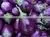 Exporters of Fresh Vegetables thumbnail-4