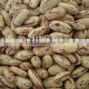 Light Speckled Kidney Beans Long Shape (Heilongjiang) thumbnail-1