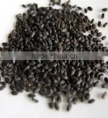 Asian Basil thumbnail-1