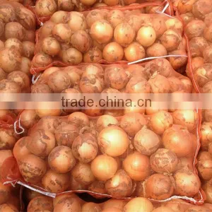 Fresh Onion Export to Dubai thumbnail-6
