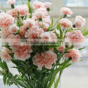Carnation Fresh Cut Flower for Sale thumbnail-1